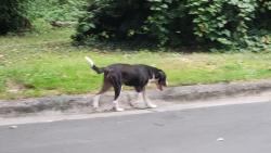 Found/Stray Unknown Dog last seen Monticello & Bexley, Durham, NC 27707
