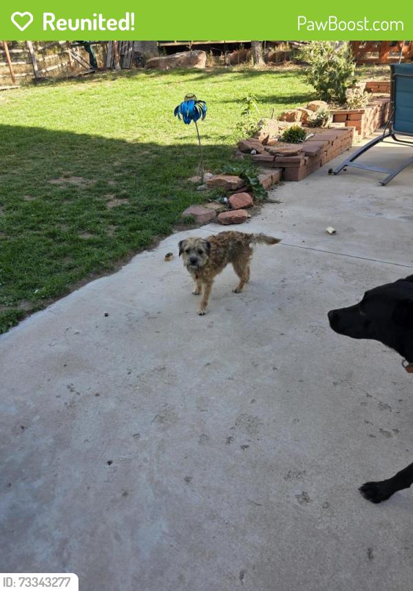 Reunited Male Dog last seen Greystone Castle, Boulder, CO 80302