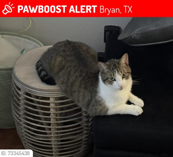 Lost Male Cat last seen Oakmont subdivision, Bryan, TX 77802