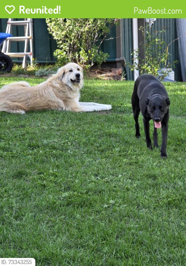 Reunited Male Dog last seen Greystone Castle, Boulder, CO 80302