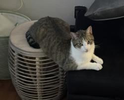 Lost Male Cat last seen Oakmont subdivision, Bryan, TX 77802