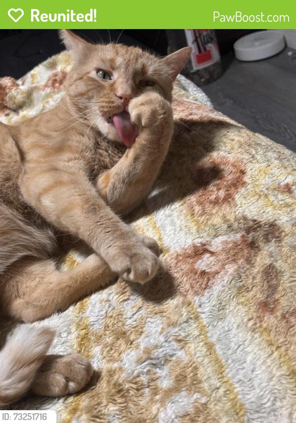 Reunited Male Cat last seen Indian village, Lincoln, NE 68502