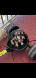 Reunited Male Dog last seen Near Bertillion St Palmdale, CA 93552 United States, Palmdale, CA 93552