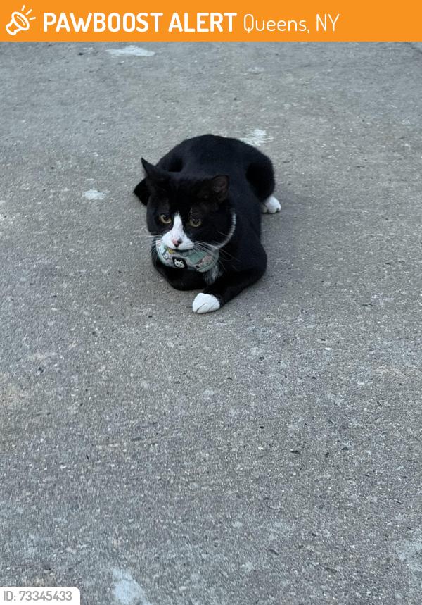 Found/Stray Unknown Cat last seen New York Hall of Science, Queens, NY 11368