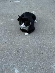 Found/Stray Unknown Cat last seen New York Hall of Science, Queens, NY 11368