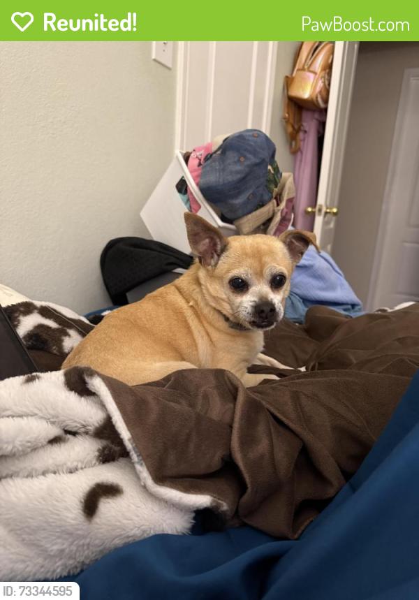 Reunited Male Dog last seen Rockport Lane, Haltom City, Haltom City, TX 76137