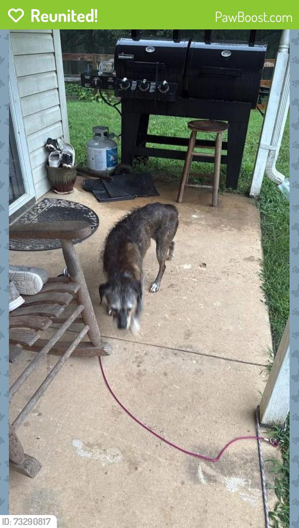 Reunited Female Dog last seen Near Mcray Rd, Burlington, NC 27217