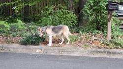 Found/Stray Unknown Dog last seen Monticello & Bexley, Durham, NC 27707