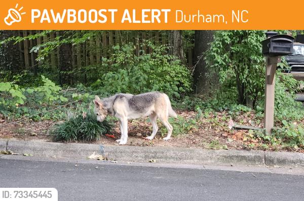 Found/Stray Unknown Dog last seen Monticello & Bexley, Durham, NC 27707