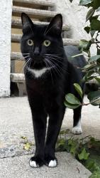 Lost Male Cat last seen Rimhurst, Lake Forest, CA 92630