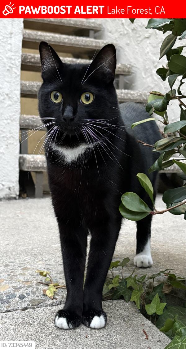 Lost Male Cat last seen Rimhurst, Lake Forest, CA 92630