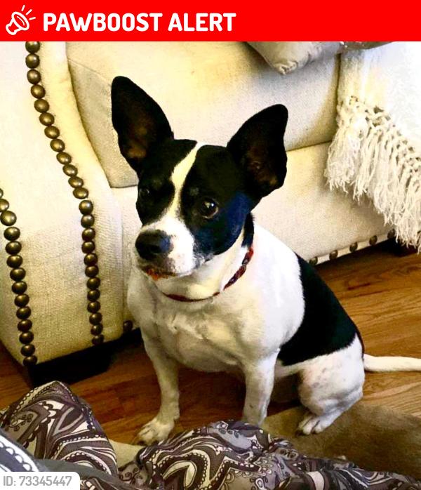 Lost Male Dog last seen Island Drive & Mathew’s Drive, Hilton Head Island, SC 29926