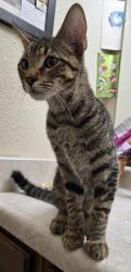 Found/Stray Male Cat last seen Binz Engleman Rd, Kirby, TX 78219
