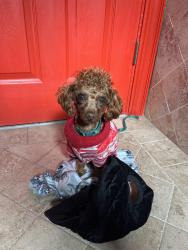 Lost Female Dog last seen Ocala Avenue, La Puente, CA 91744