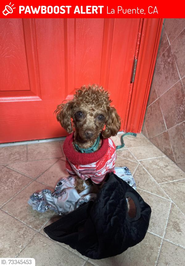 Lost Female Dog last seen Ocala Avenue, La Puente, CA 91744