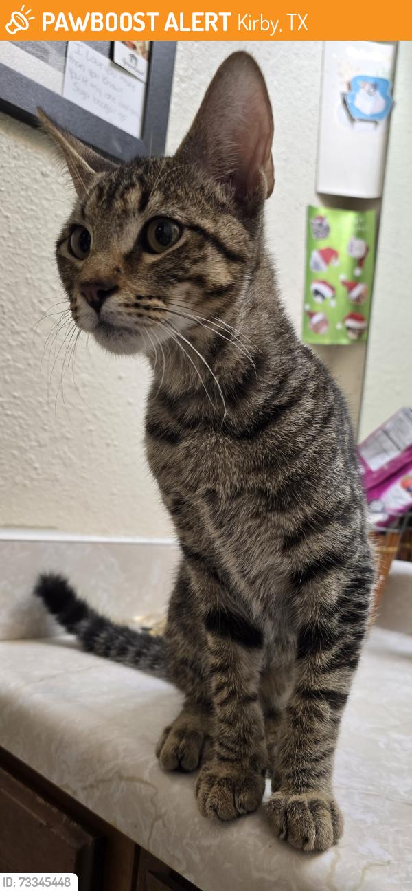 Found/Stray Male Cat last seen Binz Engleman Rd, Kirby, TX 78219