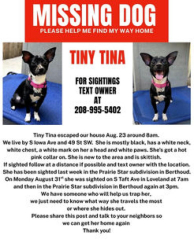 Lost Female Dog last seen S Iowa Ave and 49th SW, Campion, CO 80537