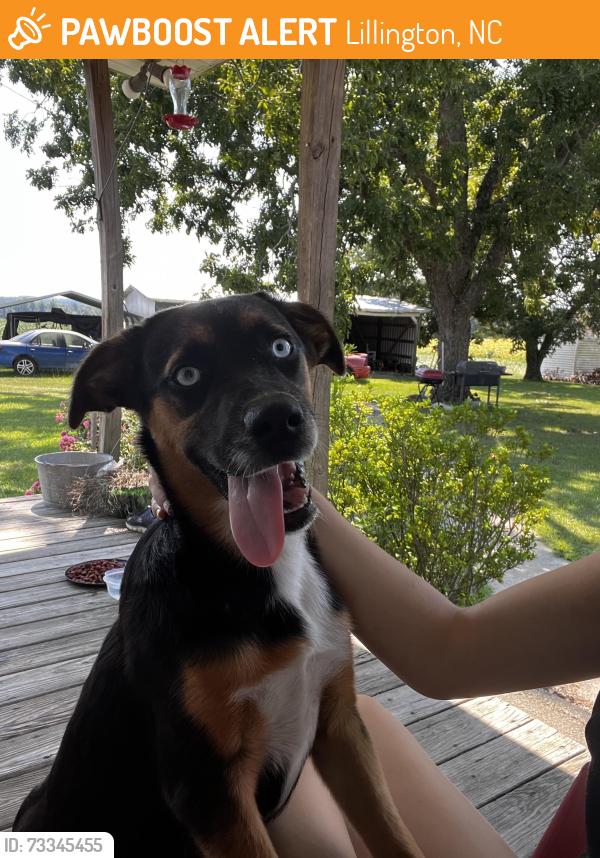 Found/Stray Female Dog last seen Dollar general, Lillington, NC 27546