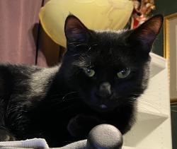 Lost Male Cat last seen Hillcrest Way and Sweetwster Dr, Douglasville, GA 30135