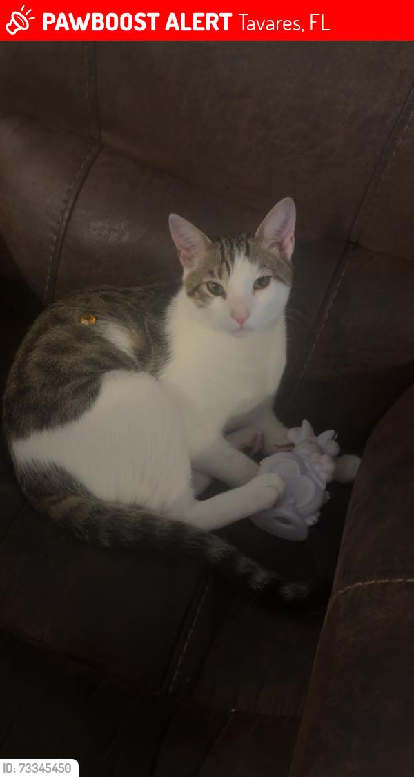 Lost Male Cat last seen Mark ave, Tavares, FL 32778