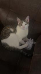 Lost Male Cat last seen Mark ave, Tavares, FL 32778