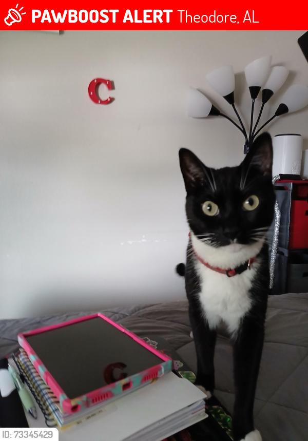 Lost Male Cat last seen Carol Plantation and Highway 90, Theodore, AL 36582