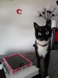 Lost Male Cat last seen Carol Plantation and Highway 90, Theodore, AL 36582