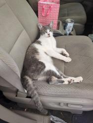 Lost Male Cat last seen Shaw/Armstrong, Clovis, CA 93611