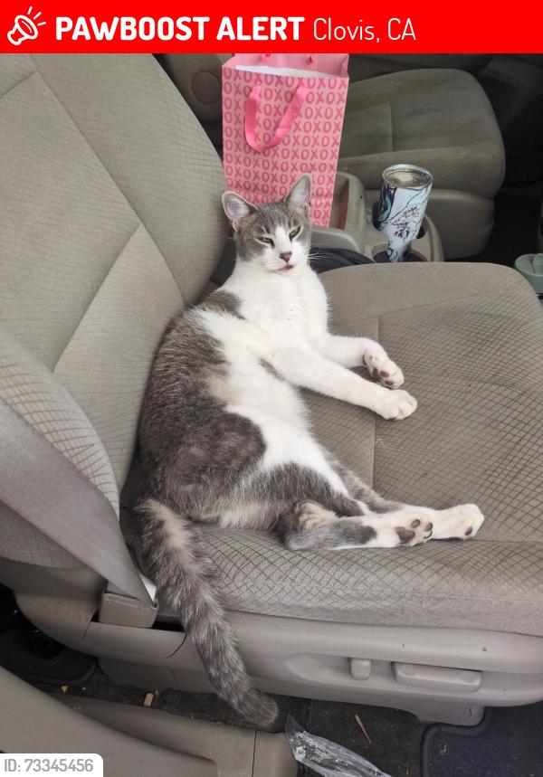 Lost Male Cat last seen Shaw/Armstrong, Clovis, CA 93611