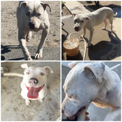 Found/Stray Female Dog last seen Nuevo CA, Nuevo, CA 92567