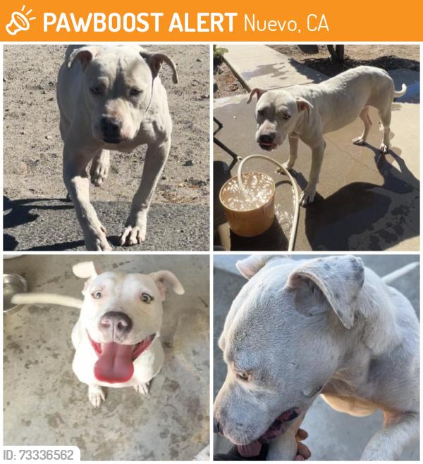 Found/Stray Female Dog last seen Nuevo CA, Nuevo, CA 92567