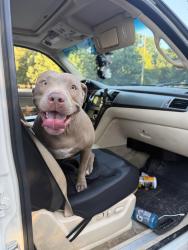 Found/Stray Female Dog last seen Parking area, Tulsa, OK 74115