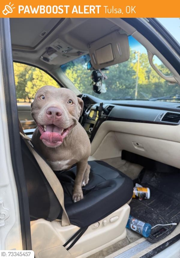 Found/Stray Female Dog last seen Parking area, Tulsa, OK 74115