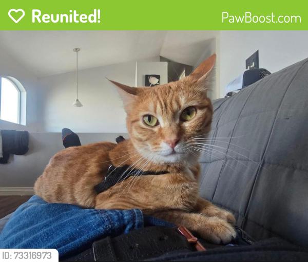 Reunited Female Cat last seen Coleman St & McKeller St, Tooele, UT 84074