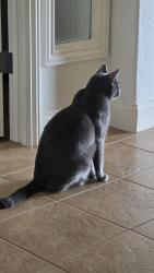 Lost Male Cat last seen Albert Way, Nipomo, CA 93444