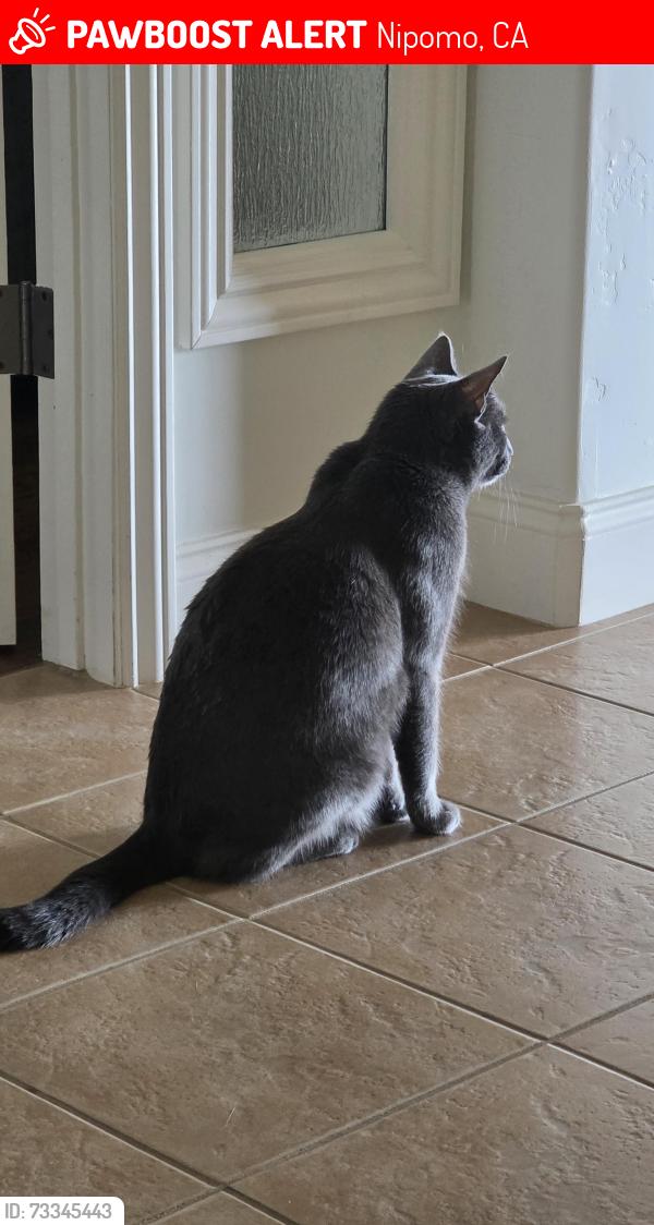 Lost Male Cat last seen Albert Way, Nipomo, CA 93444