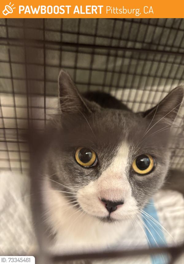 Found/Stray Unknown Cat last seen Buchanan Rd and Ventura Dr, Pittsburg, CA 94565