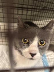 Found/Stray Unknown Cat last seen Buchanan Rd and Ventura Dr, Pittsburg, CA 94565
