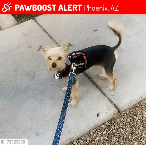 Lost Male Dog last seen 24th ave and Bethany home rd, Phoenix, AZ 85015