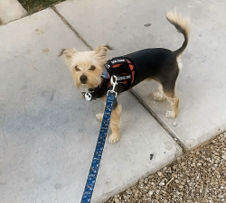 Lost Male Dog last seen 24th ave and Bethany home rd, Phoenix, AZ 85015