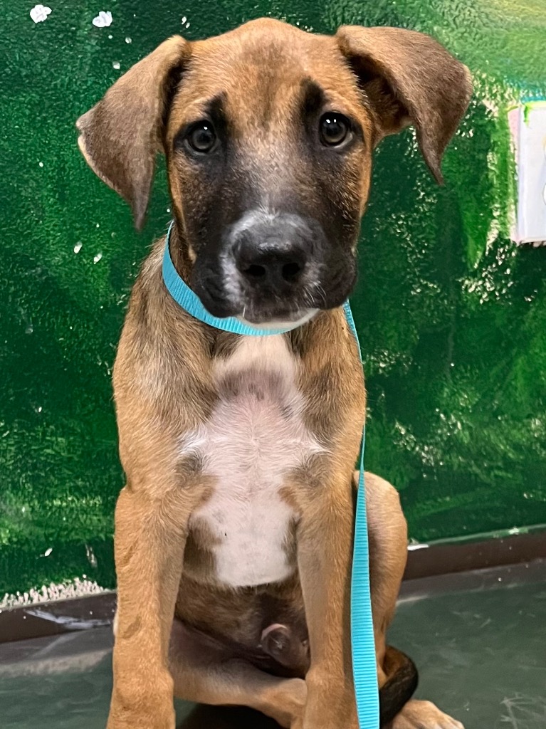 Shelter Stray Male Dog last seen Bexar County, 3353 Morningside Dr, New Braunfels, TX 78132, USA