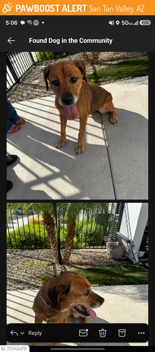Found/Stray Unknown Dog last seen Hunt and gary, San Tan Valley, AZ 85143