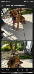 Found/Stray Unknown Dog last seen Hunt and gary, San Tan Valley, AZ 85143