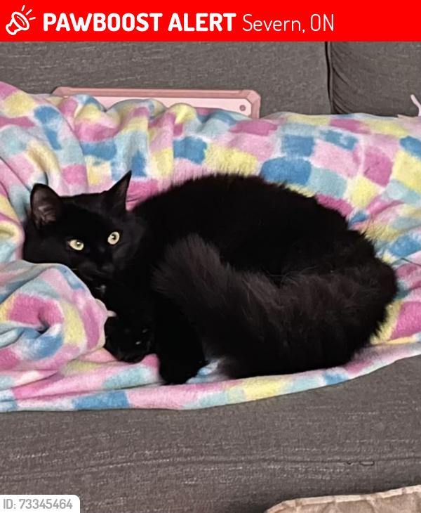 Lost Male Cat last seen Cumberland Beach, Severn, ON 