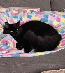 Lost Male Cat last seen Cumberland Beach, Severn, ON 