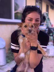Lost Male Dog last seen Near Main St, Lake Elsinore, CA 92530