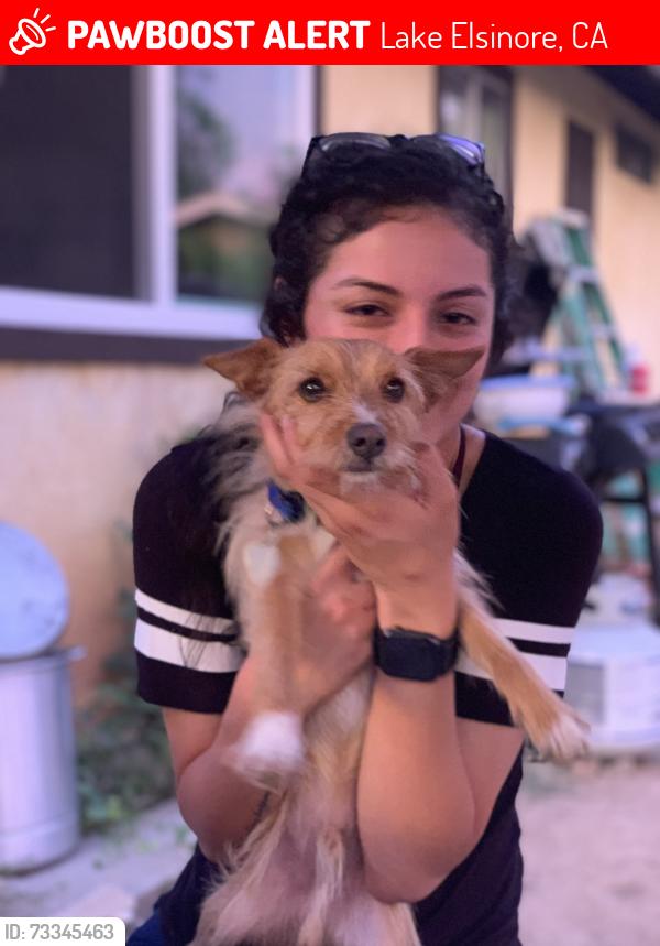 Lost Male Dog last seen Near Main St, Lake Elsinore, CA 92530