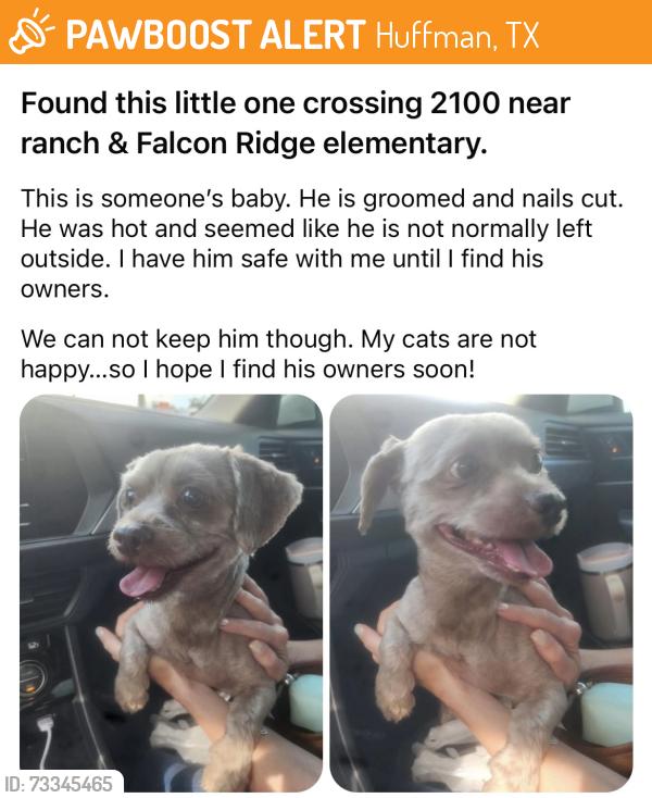 Found/Stray Male Dog last seen Falcon Ridge elementary, Huffman, TX 77336