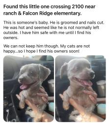 Found/Stray Male Dog last seen Falcon Ridge elementary, Huffman, TX 77336