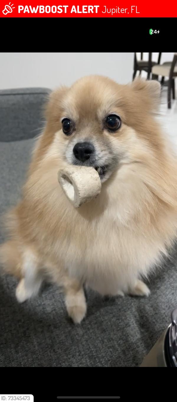 Lost Female Dog last seen Jupiter Village, Jupiter, FL 33458